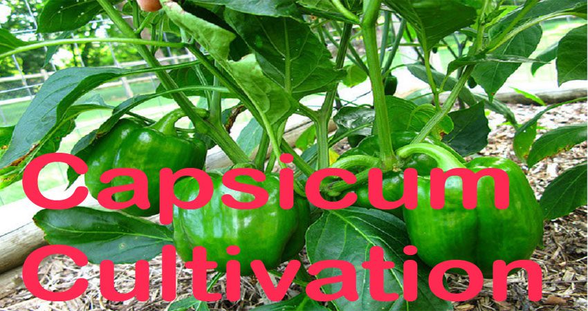 Capsicum Cultivation in Bengali