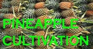 How Easy Pineapple Cultivation in Bengali 2022. আনারস চাষ করে আয় Pineapple Cultivation in Bengali