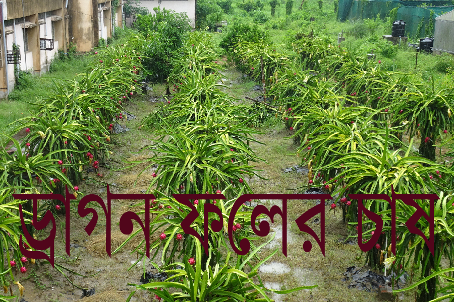 Dragon Fruit in India