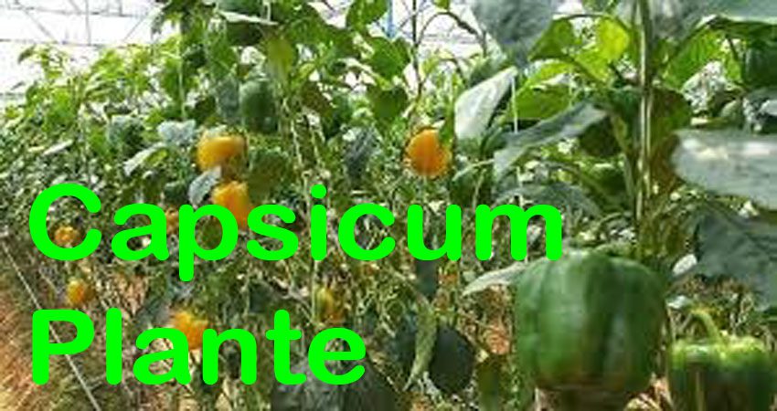 Capsicum Cultivation