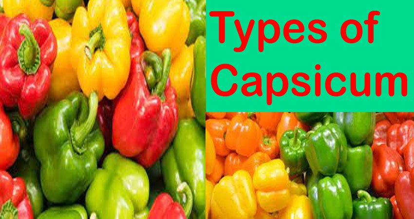 Capsicum Cultivation