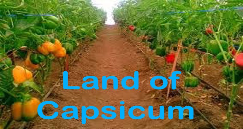 Capsicum Cultivation