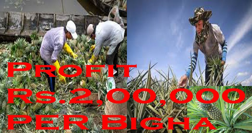 Pineapple Cultivation in Bengali