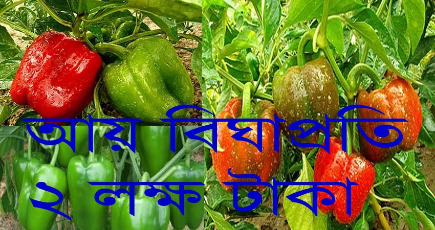 Capsicum Cultivation