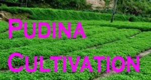 Easy Pudina Cultivation in Bengali 2022. পুদিনা পাতা চাষ পদ্ধতি Pudina Cultivation in Bengali