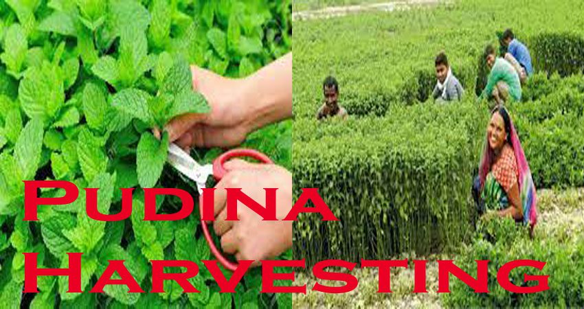 Pudina Cultivation in Bengali