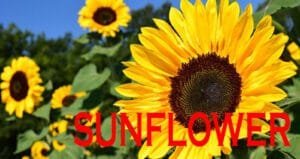 Easy Sunflower Cultivation in Bengali 2022. সূর্যমুখী চাষ পদ্ধতি Sunflower Cultivation in Bengali