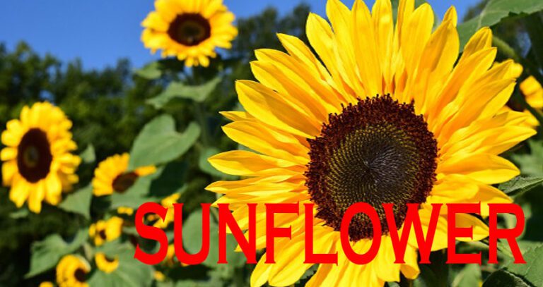 Sunflower Cultivation in Bengali