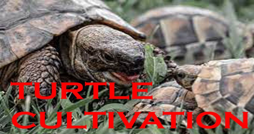 Huge Profitable Turtle Cultivation 2023. আধুনিক কচ্ছপ চাষ পদ্ধতি