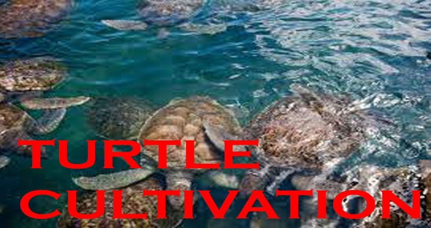 Huge Profitable Turtle Cultivation 2023. আধুনিক কচ্ছপ চাষ পদ্ধতি