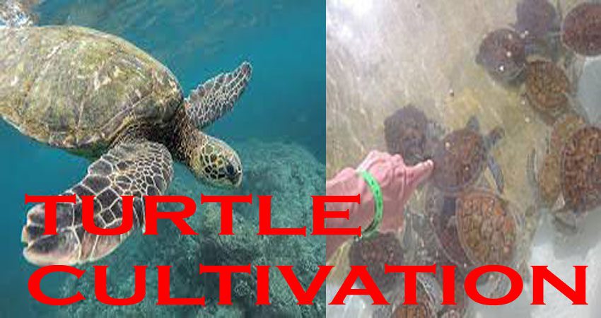 Huge Profitable Turtle Cultivation 2023. আধুনিক কচ্ছপ চাষ পদ্ধতি