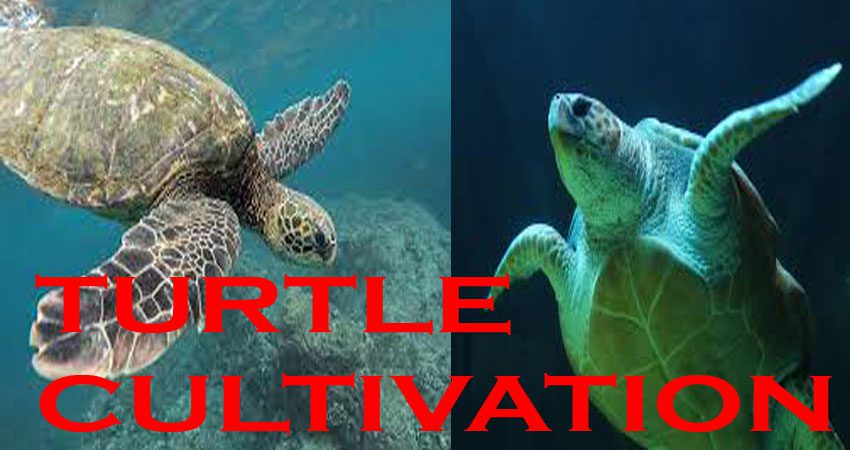 Huge Profitable Turtle Cultivation 2023. আধুনিক কচ্ছপ চাষ পদ্ধতি