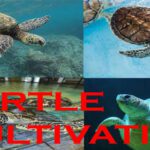 Turtle Cultivation