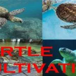 Turtle Cultivation