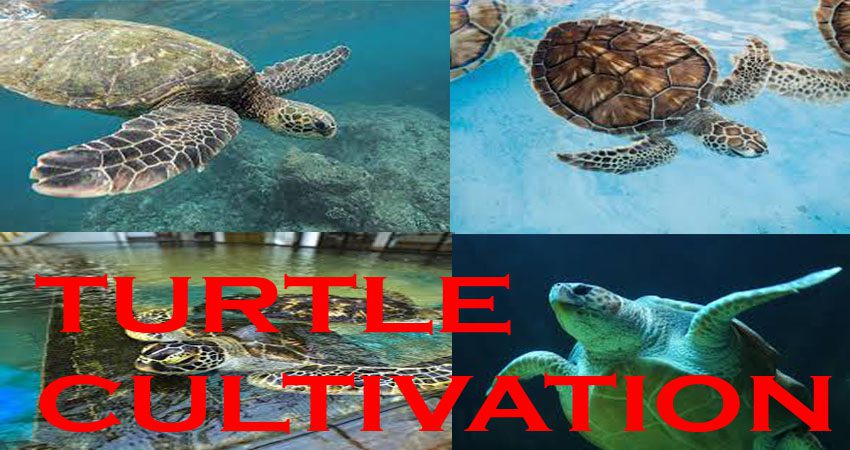 Turtle Cultivation