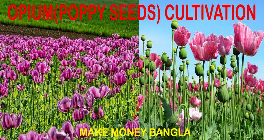 Opium Poppy Cultivation