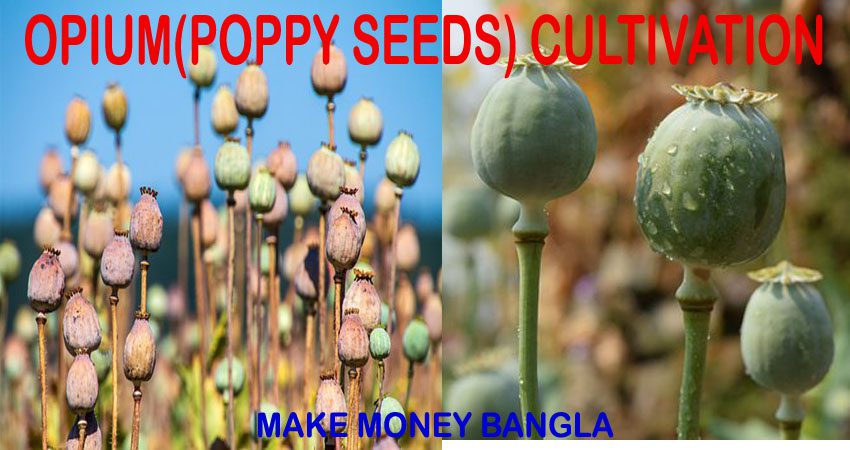 Opium Poppy Cultivation