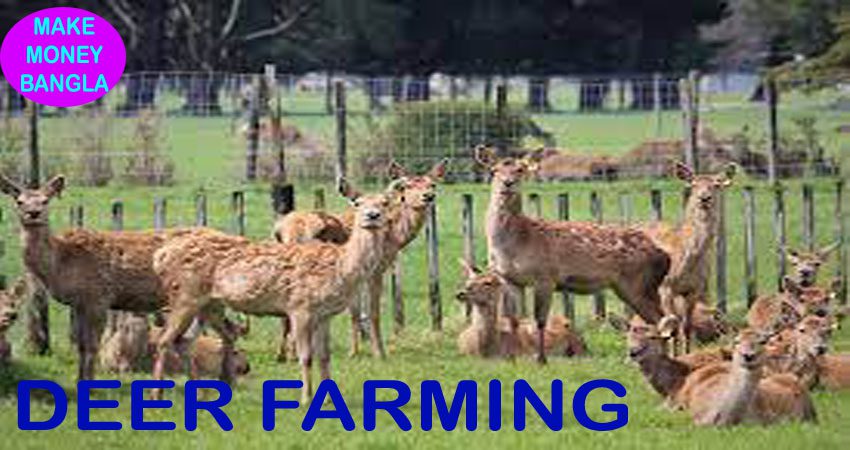 Deer Farming Business