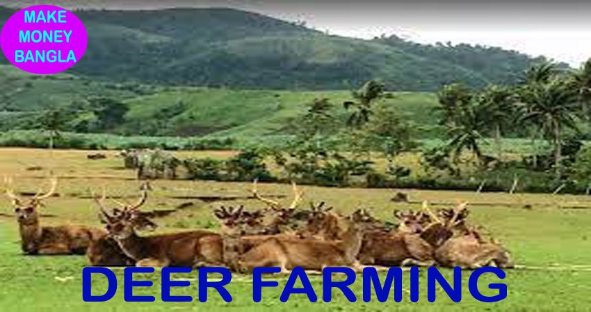 Deer Farming Business