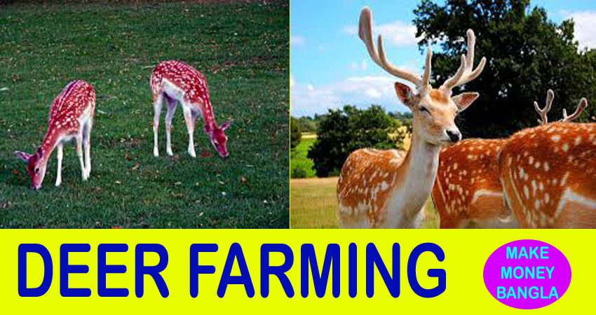 Deer Farming Business