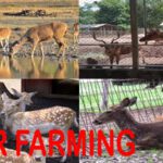 Deer Farming Business