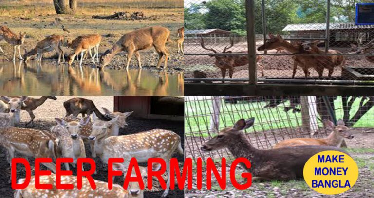 Deer Farming Business